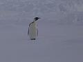 First close penguin siting of SIMBA 7